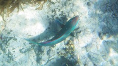 Stoplight Parrotfish 24